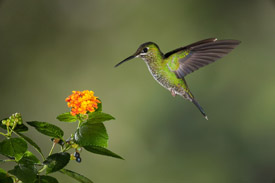 hummer 3